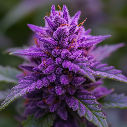 A close-up view of a vibrant purple cannabis flower